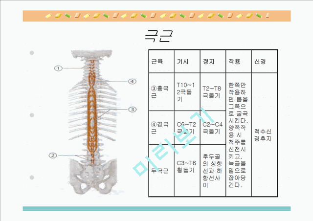 [의학,약학][해부생리] 척추를 움직이는 근육들.ppt